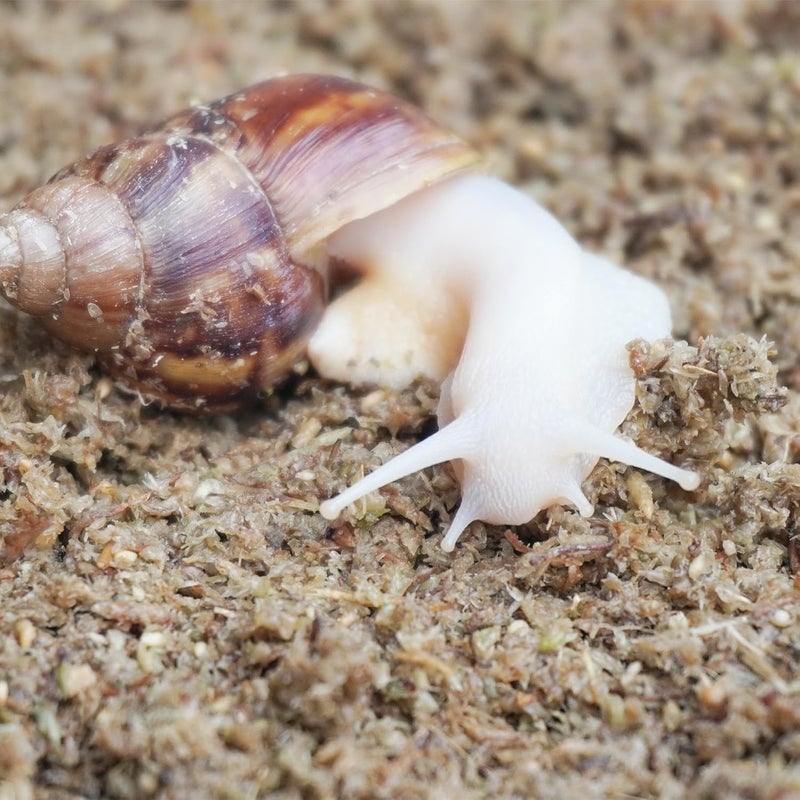 Begeterday 2 Quarts Organic Fiber Substrate for Pet Snail, Ideal Snail Terrarium Accessories for Retains Moisture - Image 2